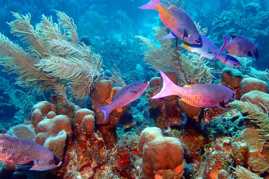 La bonne nouvelle. Les coraux du Belize sortent la tête de l’eau