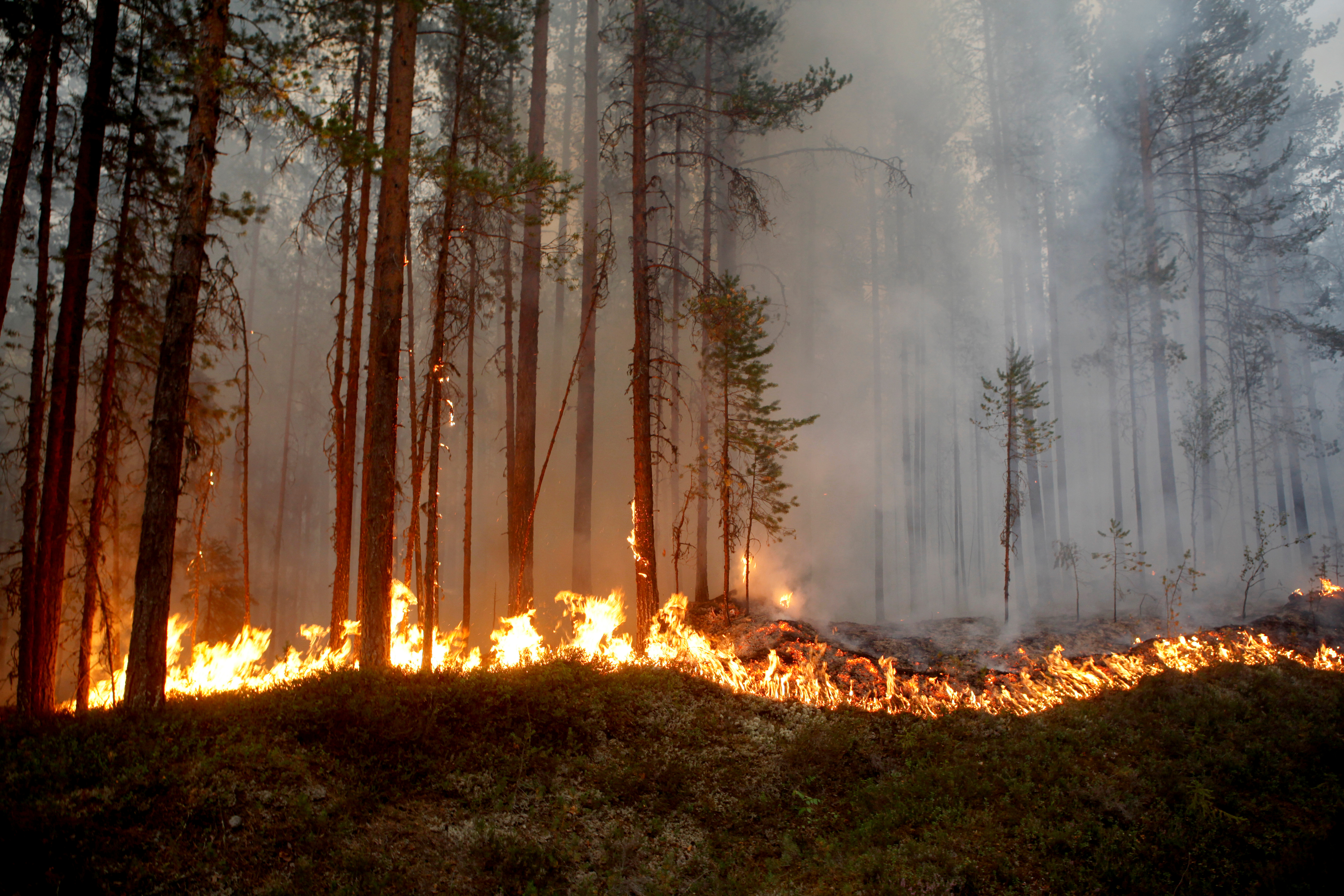 Suède. Des incendies de grande ampleur ravagent les forêts du cercle arctique