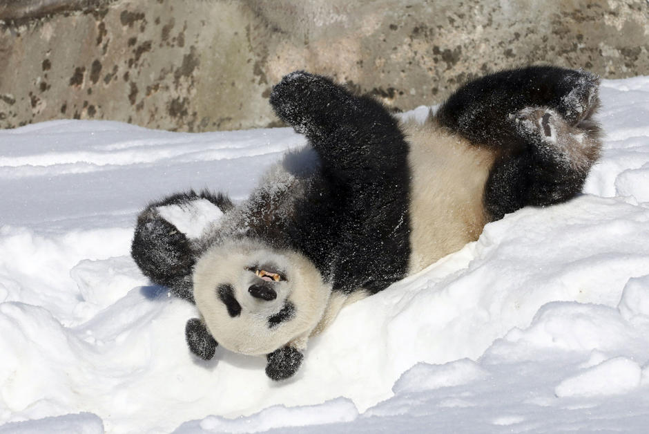Controverse. Doit-on laisser les pandas disparaître  ?
