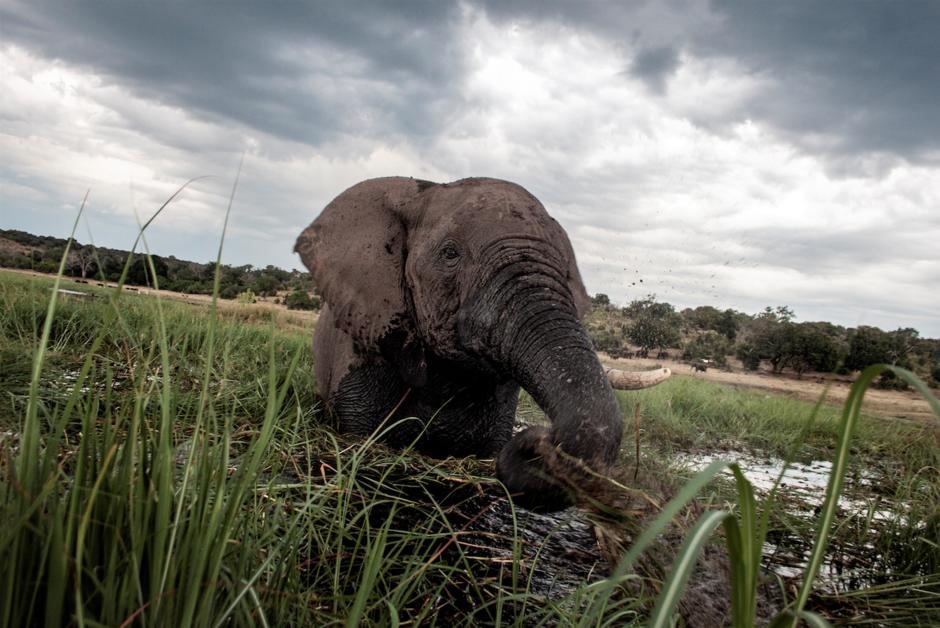 Braconnage. Pourquoi le Botswana n’est plus le paradis des éléphants africains