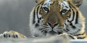 La Chine autorise de nouveau les os de tigre dans la médecine traditionnelle