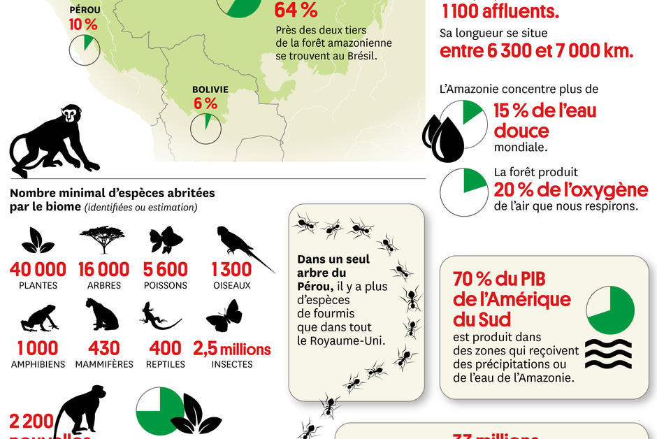 Infographie. L’Amazonie, un géant aux pieds d’argile
