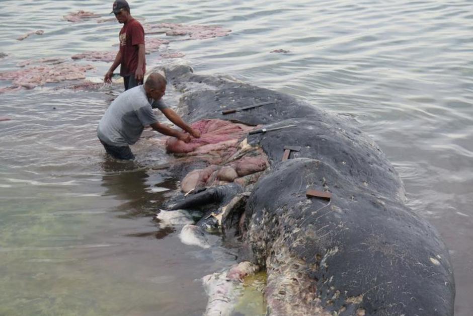 Indonésie. Un cachalot meurt après avoir ingurgité trop de plastique