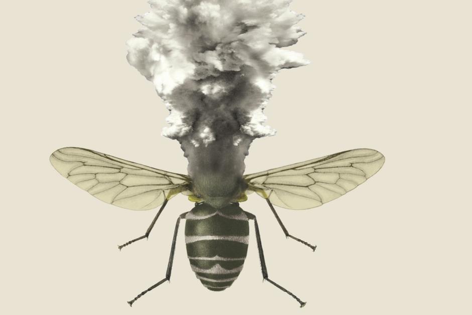 L’apocalypse est proche… pour les insectes