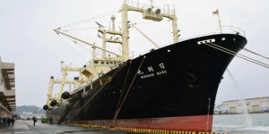 Japon. La chasse “commerciale” des baleines va reprendre