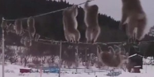 Japon. Des singes funambules font leur cirque