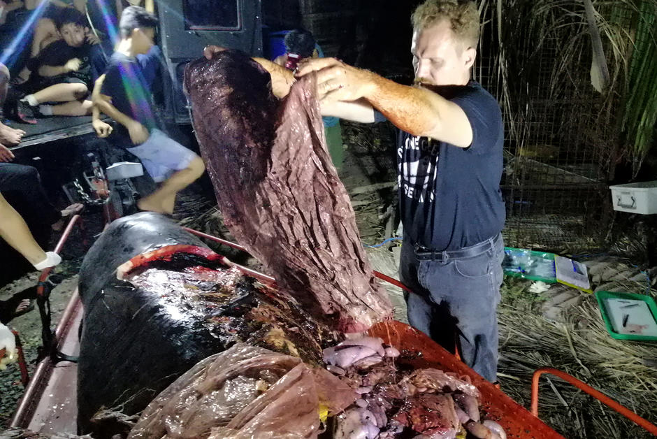 Aux Philippines, 40 kilos de plastique retrouvés dans le cadavre d’une baleine