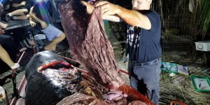 Aux Philippines, 40 kilos de plastique retrouvés dans le cadavre d’une baleine
