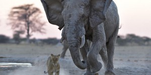 Le Botswana réautorise la chasse aux éléphants et crée la polémique