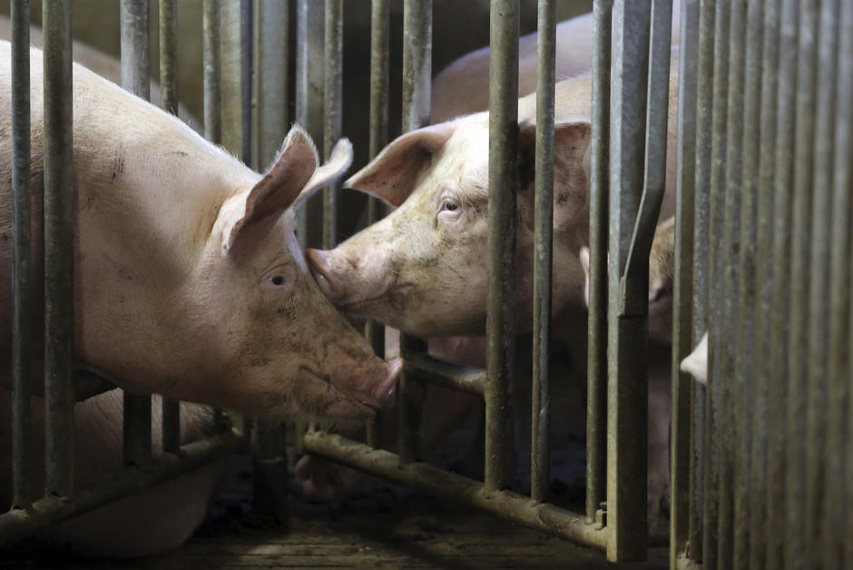 Aux Pays-Bas, la guerre des cochons
