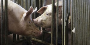 Aux Pays-Bas, la guerre des cochons