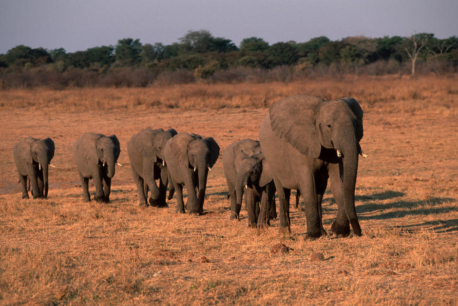 Trois pays demandent à pouvoir reprendre le commerce de l'ivoire