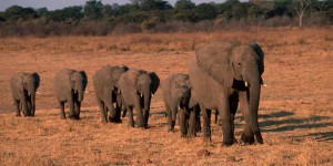 Trois pays demandent à pouvoir reprendre le commerce de l'ivoire