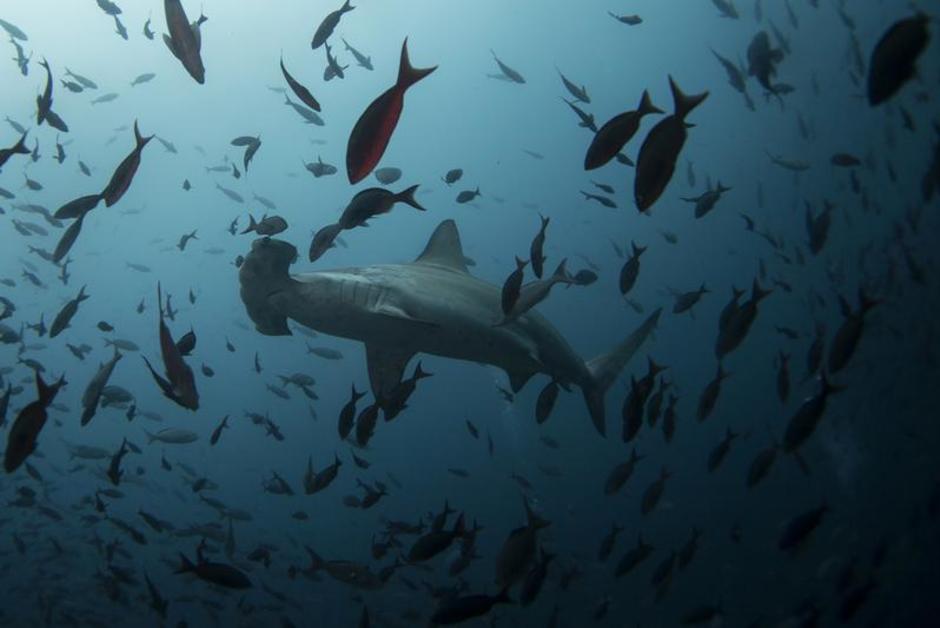 Les requins-marteaux de l’aquarium français Nausicaá sont tous morts
