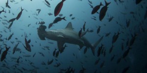 Les requins-marteaux de l’aquarium français Nausicaá sont tous morts