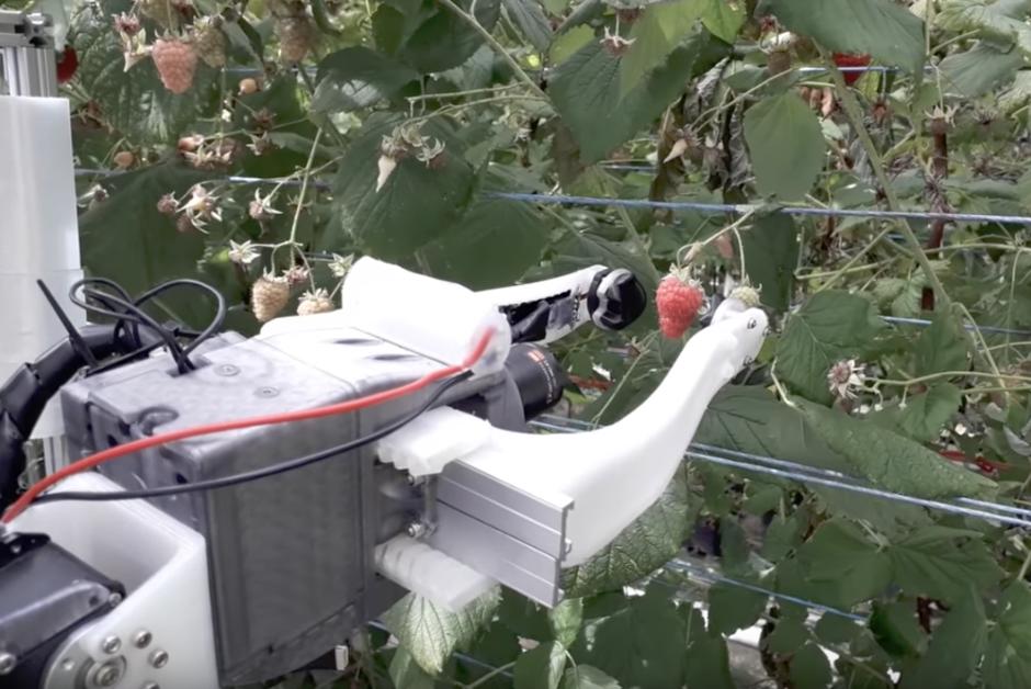 Au Royaume-Uni, des robots pour remplacer les cueilleurs de fruits saisonniers