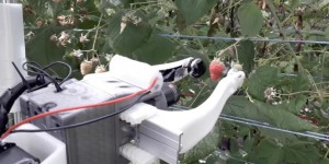 Au Royaume-Uni, des robots pour remplacer les cueilleurs de fruits saisonniers