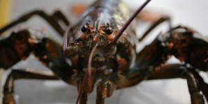 Le pactole des alevins de homards indonésiens vendus au Vietnam