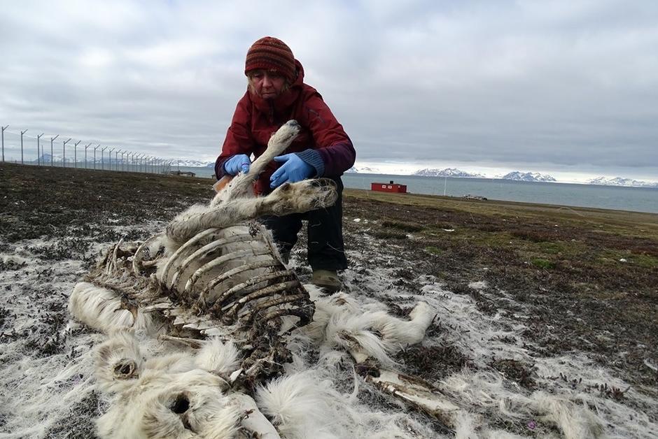 200 rennes sont morts de faim en Norvège