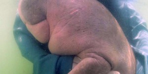 La Thaïlande tombe sous le charme d’un bébé dugong