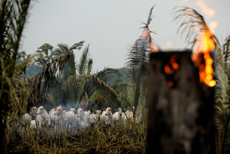 Amazonie : la communauté internationale doit-elle intervenir ?