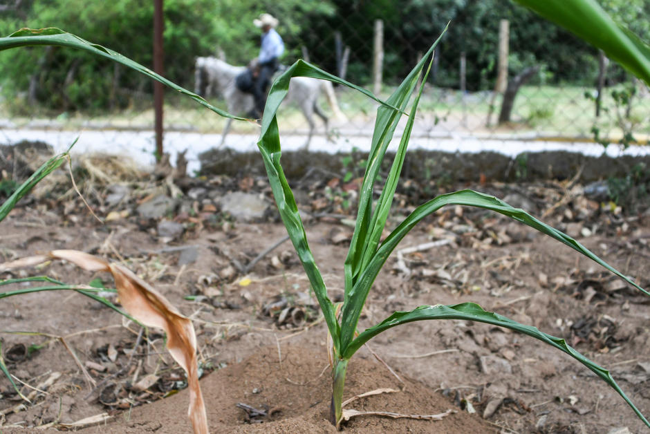 Au Honduras, les paysans fuient le corridor de la sécheresse