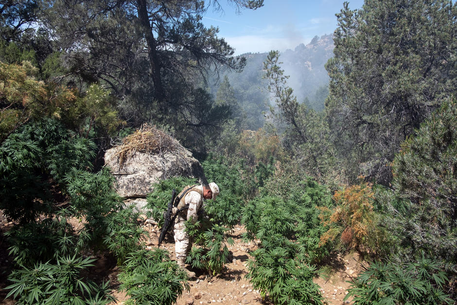 Les pesticides des trafiquants de cannabis empoisonnent les forêts de Californie