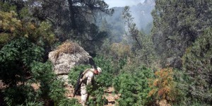 Les pesticides des trafiquants de cannabis empoisonnent les forêts de Californie