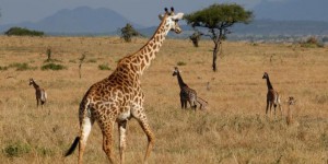 Protéger les éléphants, oui, mais sans oublier les girafes