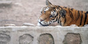 Les tigres sont plus nombreux… surtout en captivité