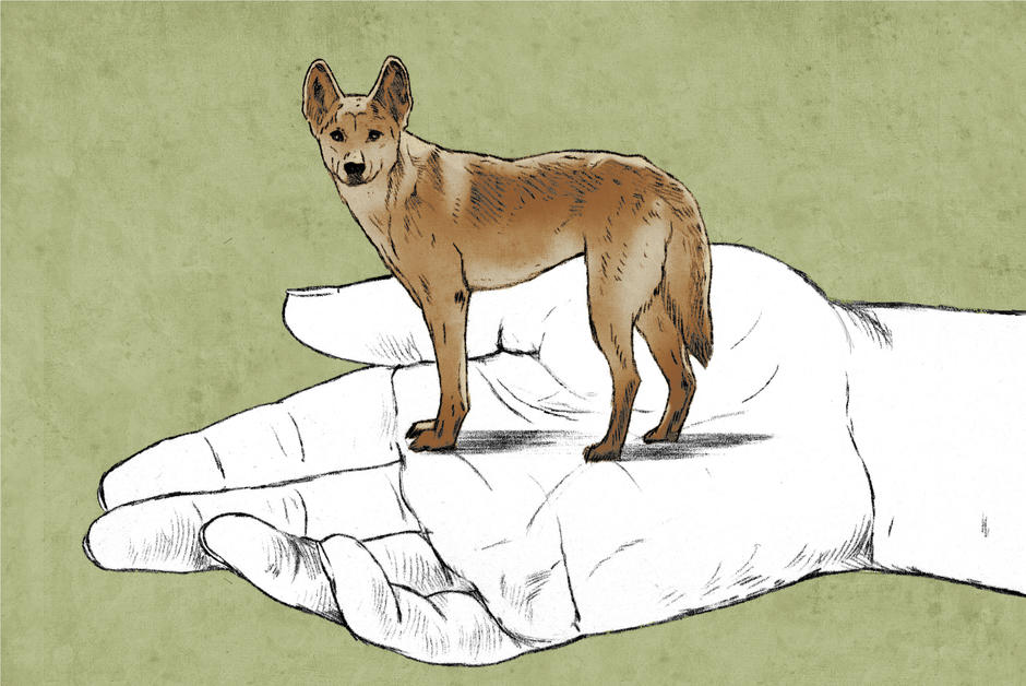 Le dingo d’Australie est-il une espèce à part entière ?