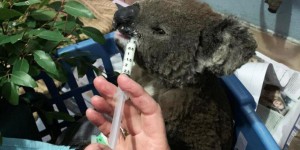 En Australie, plus de 8 000 koalas ont péri dans les feux de forêt