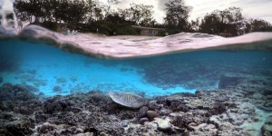 Une rave-party sous-marine pour redonner vie aux coraux de la Grande Barrière