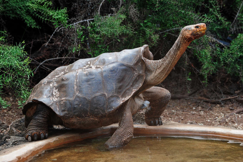 La tortue Diego, “sex-symbol” et sauveur de son espèce, va retrouver les Galápagos