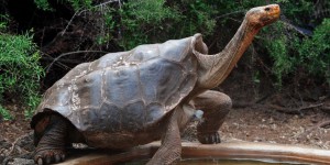 La tortue Diego, “sex-symbol” et sauveur de son espèce, va retrouver les Galápagos