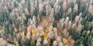 En Turquie, 11 millions d’arbres plantés en novembre sont presque déjà tous morts