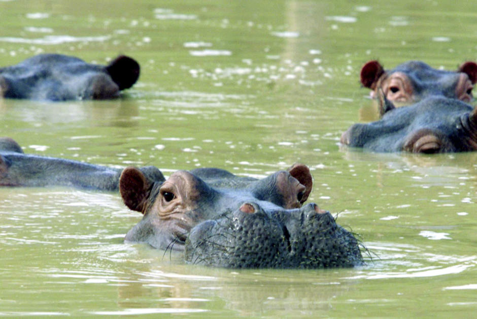 La Colombie veut offrir les hippopotames de Pablo Escobar