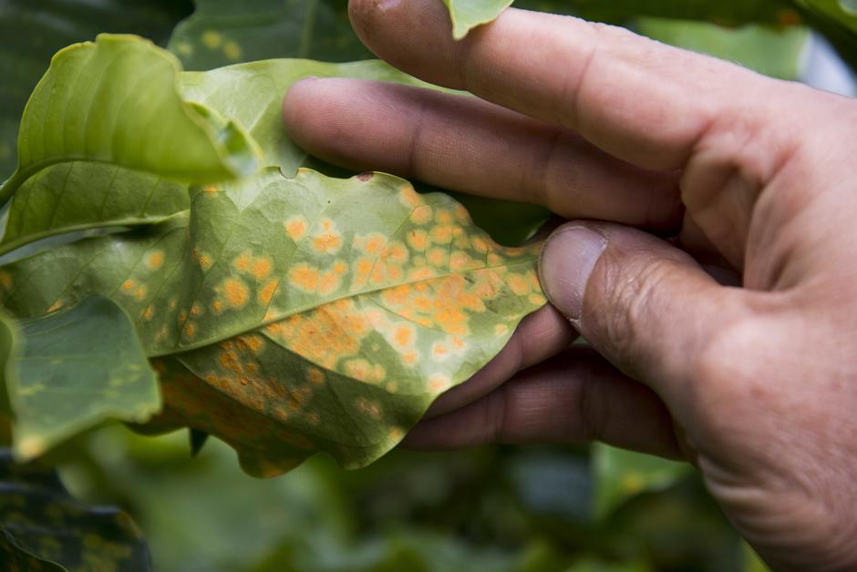 Amérique latine : des escargots à la rescousse des plants de café