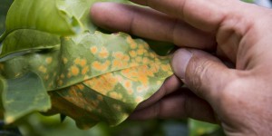Amérique latine : des escargots à la rescousse des plants de café