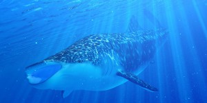 Des requins-baleines “datés” au carbone 14 déposé par les essais nucléaires