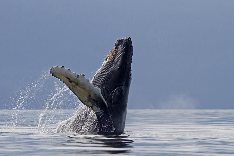 Le silence de l'océan provoqué par le confinement est une aubaine pour les baleines 