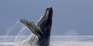 Le silence de l'océan provoqué par le confinement est une aubaine pour les baleines 