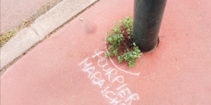 Des botanistes rebelles armés de craies réhabilitent les “mauvaises herbes” urbaines