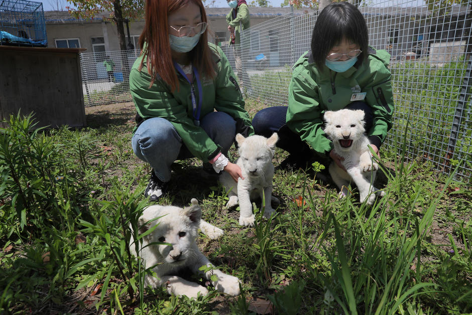 L’élevage d'animaux sauvages, 14 millions d’emplois en jeu en Chine 