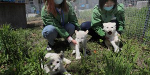 L’élevage d'animaux sauvages, 14 millions d’emplois en jeu en Chine 