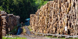 L’abattage des arbres a bondi en Europe depuis 2015