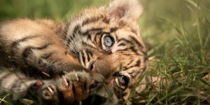 Naissance d’une tigresse rarissime dans un zoo polonais