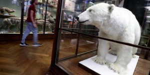 Y aura-t-il encore des ours polaires à la fin du siècle ?
