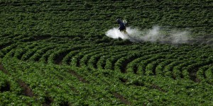 Les pesticides illégaux, ce fléau qui empoisonne l’Europe