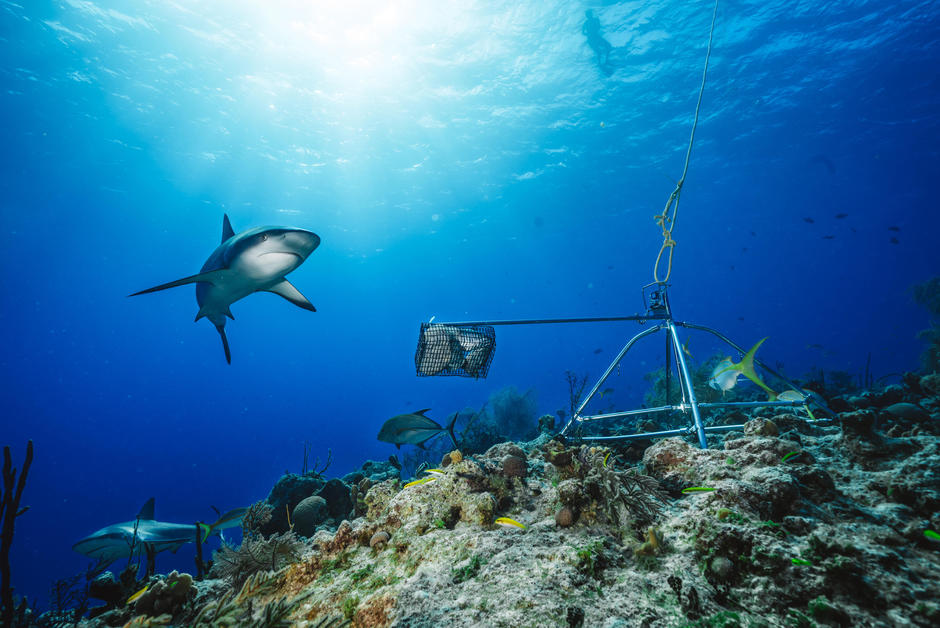Les requins ont disparu de près de 20 % des récifs coralliens